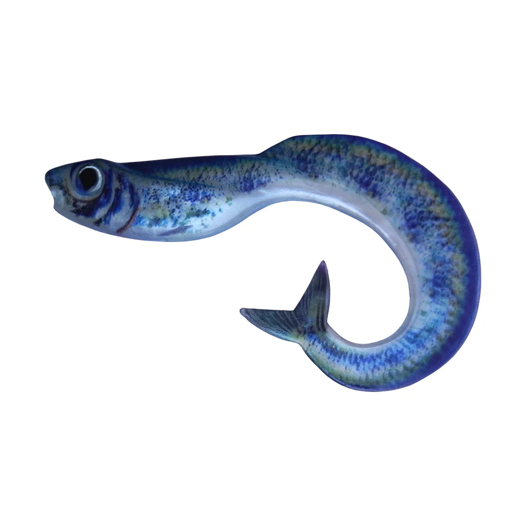Blue Silver Eel