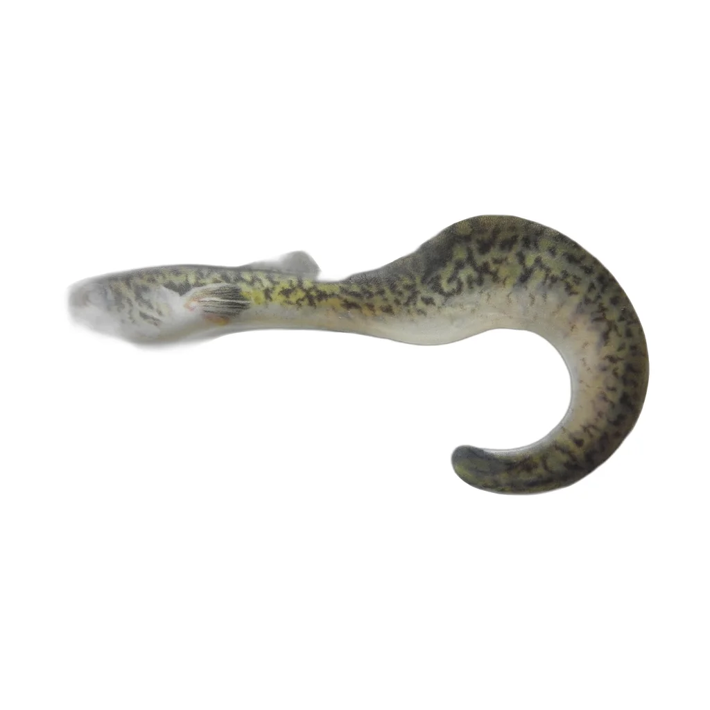 Natural Lamprey